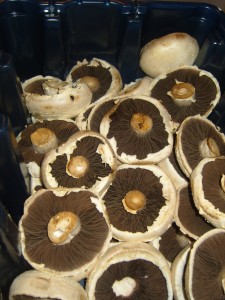 lovely big flat shrooms