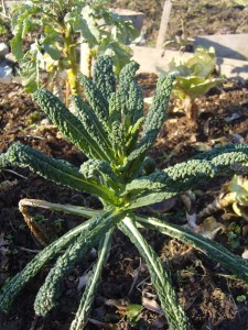 Black Tuscan Kale