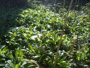 wild garlic