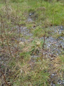 Alder seedlings in our gravel pile