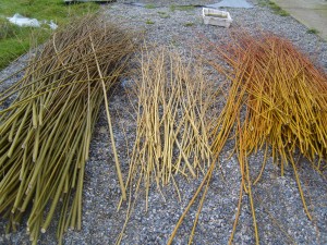 Wiilow cuttings waiting to be planted ,3 different varieties