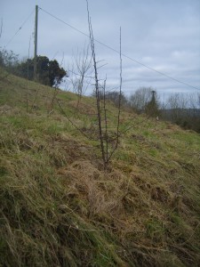 One of my new crabappples planted into the bank besise the orchard for extra pollination