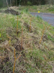 Planted willow cuttings