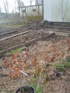 Tree Nursery at the Organic College