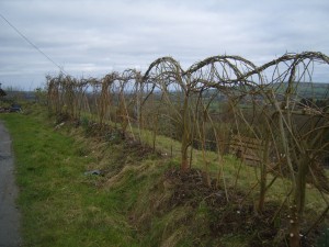 Living Willow Fence