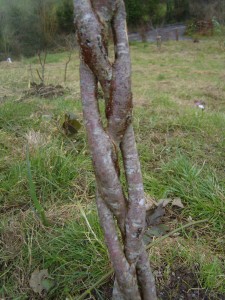 Grafted willow